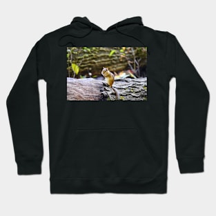 Chipmunk’s Pose Hoodie